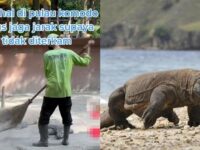 Seorang petugas kebersihan terlihat begitu santai saat menyapu di sekitar kawanan komodo yang tengah tidur tanpa ada rasa takut sama sekali.