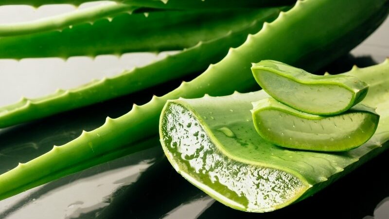 Lidah buaya adalah salah satu bahan perawatan kulit yang paling banyak dicari dan bahkan digunakan dalam berbagai produk kosmetik.Lidah buaya adalah salah satu bahan perawatan kulit yang paling banyak dicari dan bahkan digunakan dalam berbagai produk kosmetik.