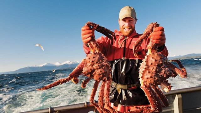 Pernah mendengar nama kepiting Alaska. Ya, kepiting ini merupakan salah satu kepiting dengan ukuran jumbo yang berada di perairan Alaska