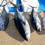 Kawasan Laut Lindung Diperluas, Jumlah Ikan Tuna di AS Meningkat 54 Persen
