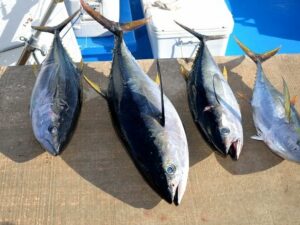 Kawasan Laut Lindung Diperluas, Jumlah Ikan Tuna di AS Meningkat 54 Persen