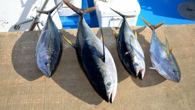 Kawasan Laut Lindung Diperluas, Jumlah Ikan Tuna di AS Meningkat 54 Persen