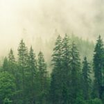 Ternyata Ujung Daun Cemara Dapat Menghasilkan Listrik