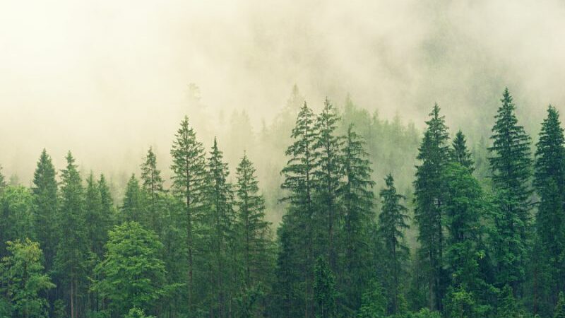 Ternyata Ujung Daun Cemara Dapat Menghasilkan Listrik