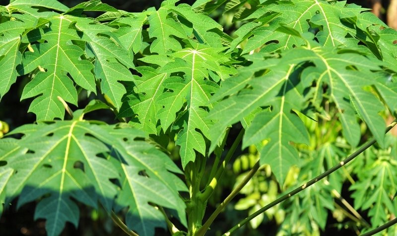 Manfaat Daun Pepaya