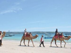 Sudah pada tahu unta kan? Ya, hewan yang sangat popular dan menjadi hewan di daerah gurun. Di Arab, unta untuk dulunya digunakan sebagai alat transportasi