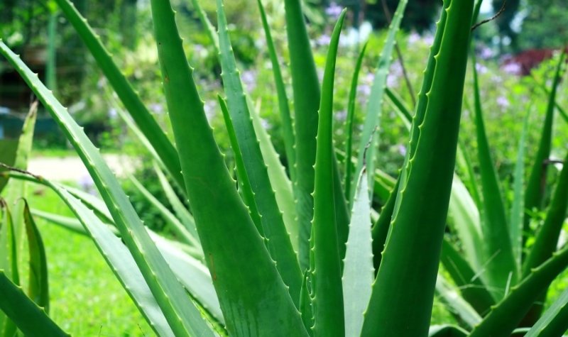 Manfaat Kulit lidah Buaya untuk Kesehatan