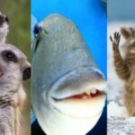 Cekricek.id - Tak selamanya satwa liar itu menyeramkan, ada pula yang terlihat begitu lucu dengan tingkah konyolnya yang tertangkap di dalam lensa kamera. Seperti yang terlihat dalam koleksi foto para finalis oenghargaan Fotografi Satwa Liar Komedi 2022 yang menunjukkan hal luar biasa yang tak masuk akal.