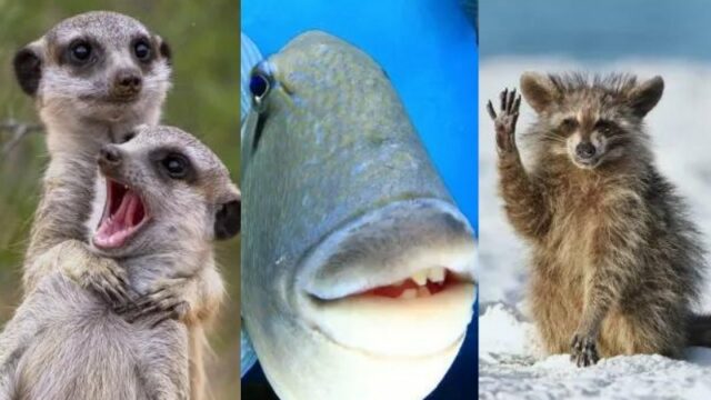 Cekricek.id - Tak selamanya satwa liar itu menyeramkan, ada pula yang terlihat begitu lucu dengan tingkah konyolnya yang tertangkap di dalam lensa kamera. Seperti yang terlihat dalam koleksi foto para finalis oenghargaan Fotografi Satwa Liar Komedi 2022 yang menunjukkan hal luar biasa yang tak masuk akal.