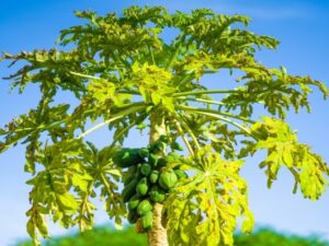 Cekricek.id - Manfaat Daun Pepaya