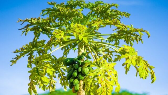 Cekricek.id - Manfaat Daun Pepaya