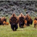Cekricek.id – Rekaman menakutkan yang beredar di internet menangkap momen mendebarkan saat seorang wanita diserang oleh salah satu jenis banteng yaitu, bison. Hewan berbadan kekar itu tampak begitu marah kepadanya yang mendaki di Texas. Rekaman video pertemuan satwa liar yang mengerikan itu difilmkan dari sudut pandang si wanita.