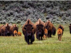 Cekricek.id – Rekaman menakutkan yang beredar di internet menangkap momen mendebarkan saat seorang wanita diserang oleh salah satu jenis banteng yaitu, bison. Hewan berbadan kekar itu tampak begitu marah kepadanya yang mendaki di Texas. Rekaman video pertemuan satwa liar yang mengerikan itu difilmkan dari sudut pandang si wanita.