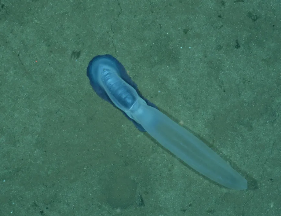 Lampiran Gambar