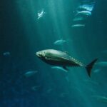 Ikan Tuna Jadikan Hiu Sebagai Alat Garukan Kalau Badannya Gatal