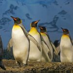Salah satu hewan yang lucu yang ada di muka bumi ini adalah pinguin. Bentuknya imut dan menggemaskan. Salah satu jenis pinguin yang ada di dunia adalah pinguin kaisar.