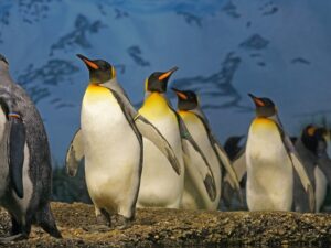 Salah satu hewan yang lucu yang ada di muka bumi ini adalah pinguin. Bentuknya imut dan menggemaskan. Salah satu jenis pinguin yang ada di dunia adalah pinguin kaisar.
