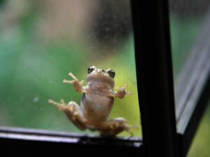 Pengertian Biologi, Asal Mula Kehidupan, dan Ciri-ciri Makhluk Hidup Menurut Ilmu Biologi