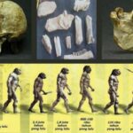 Manusia Purba yang Ditemukan di Indonesia