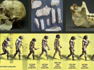 Manusia Purba yang Ditemukan di Indonesia