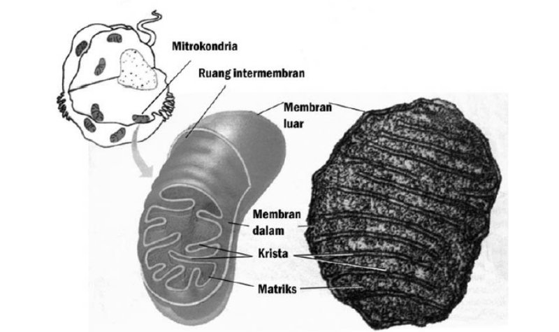 Lampiran Gambar