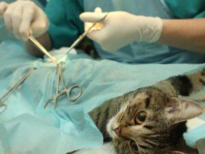 Cekricek.id - Sampai kini masih banyak yang bertanya-tanya bagaimana seputar hukum mensterilkan kucing, bagaimana hukumnya?