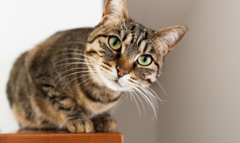 Benarkah Kucing Akan Menolong Seseorang di Akhirat?