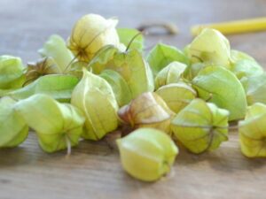 Dulu Dianggap Tumbuhan Liar, Ini Manfaat Buah Ciplukan yang Bisa di jual dengan Harga Selangit