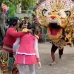 Seorang mayoret cantik dimakan barongan saat pertunjukan, ia pun teriak saat dimasukkan ke mulut barongan yang di dalamnya ada pria.