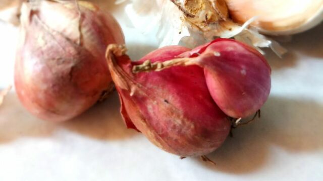 Cekricek.id - Manfaat Kulit Bawang Sebagai Pestisida Alami