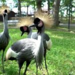 Cekricek.id, Wisata - Keragaman satwa atau hewan yang ada di dunia ini sangat beragam, termasuk sejumlah burung paling cantik di dunia