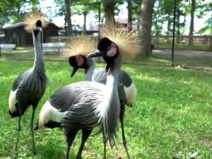 Cekricek.id, Wisata - Keragaman satwa atau hewan yang ada di dunia ini sangat beragam, termasuk sejumlah burung paling cantik di dunia