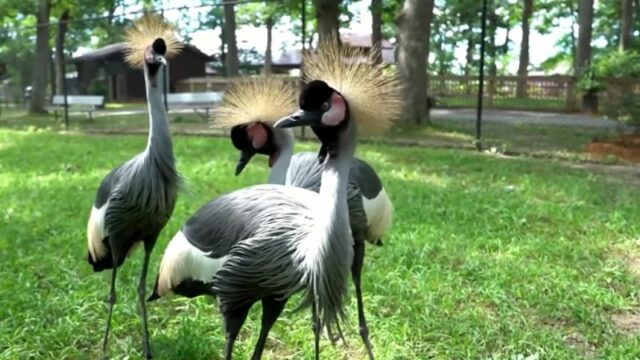 Cekricek.id, Wisata - Keragaman satwa atau hewan yang ada di dunia ini sangat beragam, termasuk sejumlah burung paling cantik di dunia