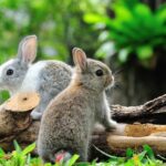 Cekricek.id, Objek Wisata - Percaya atau tidak ternyata di bumi ini terdapat kerajaan hewan. Mungkin tidak disadari secara langsung oleh manusia.