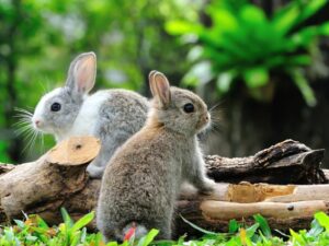 Cekricek.id, Objek Wisata - Percaya atau tidak ternyata di bumi ini terdapat kerajaan hewan. Mungkin tidak disadari secara langsung oleh manusia.