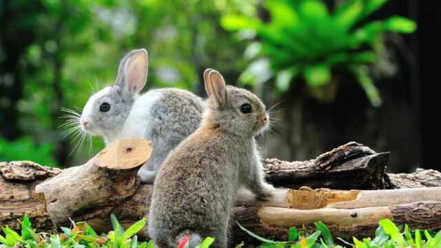 Cekricek.id, Objek Wisata - Percaya atau tidak ternyata di bumi ini terdapat kerajaan hewan. Mungkin tidak disadari secara langsung oleh manusia.