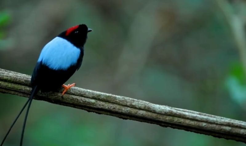 Cekricek.id, Wisata - Keragaman satwa atau hewan yang ada di dunia ini sangat beragam, termasuk sejumlah burung paling cantik di dunia