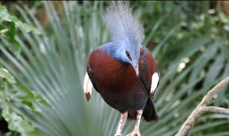 Cekricek.id, Wisata - Keragaman satwa atau hewan yang ada di dunia ini sangat beragam, termasuk sejumlah burung paling cantik di dunia