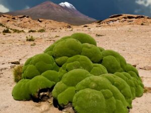 Cekricek.id, Objek Wisata - Ternyata ada sejumlah tempat di bumi ini yang malah mirip planet lain. Apa aja sih? simak selengkapnya
