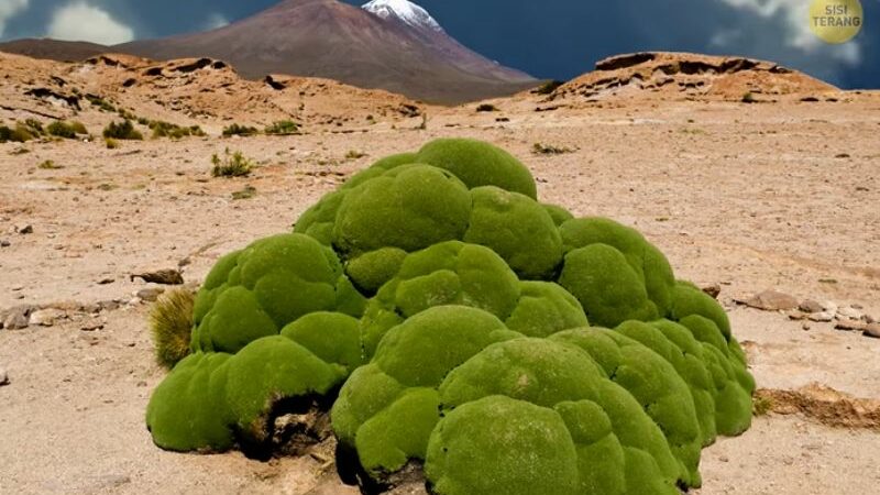 Cekricek.id, Objek Wisata - Ternyata ada sejumlah tempat di bumi ini yang malah mirip planet lain. Apa aja sih? simak selengkapnya