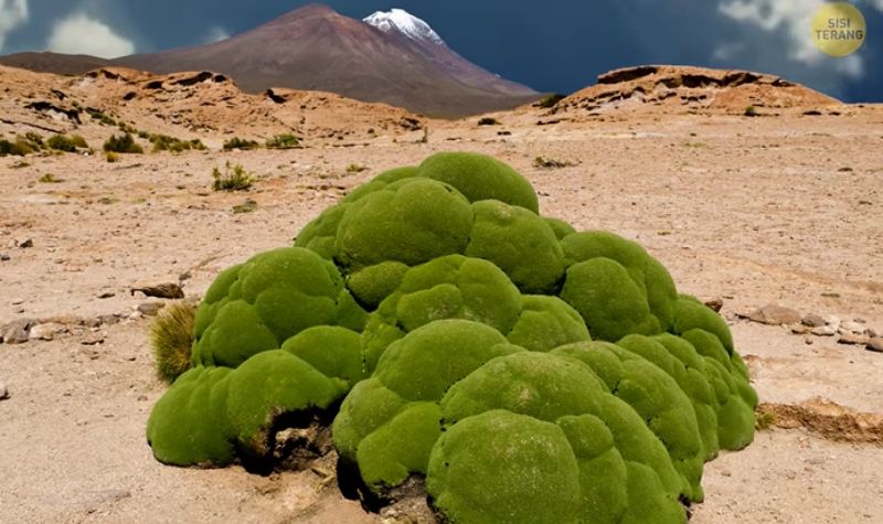 Cekricek.id, Objek Wisata - Ternyata ada sejumlah tempat di bumi ini yang malah mirip planet lain. Apa aja sih? simak selengkapnya