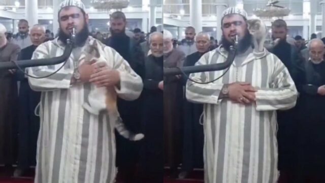 Cekricek.id, Berita Viral – Seekor kucing belang tiga berhasil menggemparkan jagat dunia maya setelah video aksinya melompat ke dekapan imam salat tarawih menjadi viral. Hewan berkaki empat dengan bulu dominan putih ditambah bercak oren dan abu-abu ini justru mendapat sambutan hangat dari sang imam.