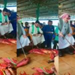 Cekricek.id , Berita Viral– Ikan Syarifi adalah ikan asal Arab dengan harga satu ekornya yang fantastis. Hewan air yang satu ini juga sering disajikan pada perayaan hari-hari istimewa, namun ada satu fakta lainnya lagi yang mengejutkan dari jenis ikan yang satu ini. Untuk mendapatkannya, orang-orang harus membeli dengan cara ikut pelelangan.