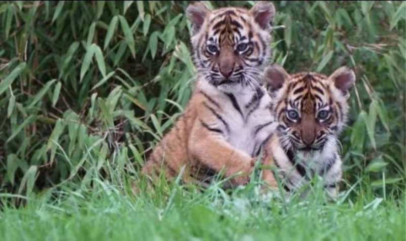 Cekricek.id - Harimau Sumatera di Kebun Binatang Inggris Lahirkan Dua Anak, Namanya Alif dan Raya