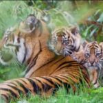 Cekricek.id – Harimau sumatera yang dipelihara oleh salah satu kebun binatang di Inggris, Chester Zoo, ini belum lama dikabarkan telah melahirkan dua ekor anak kembar. Bayi kucing besar yang terlihat menggemaskan itu sebenarnya lahir pada bulan Januari lalu tetapi baru sekarang mulai menjelajah dan menemukan dunia luar.
