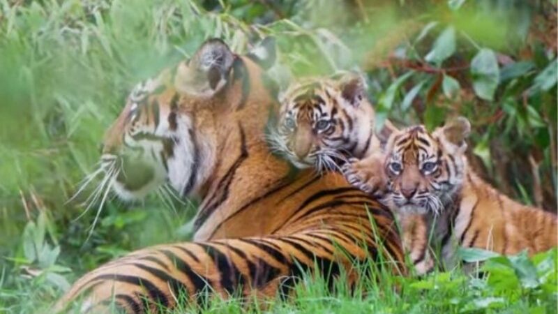 Cekricek.id – Harimau sumatera yang dipelihara oleh salah satu kebun binatang di Inggris, Chester Zoo, ini belum lama dikabarkan telah melahirkan dua ekor anak kembar. Bayi kucing besar yang terlihat menggemaskan itu sebenarnya lahir pada bulan Januari lalu tetapi baru sekarang mulai menjelajah dan menemukan dunia luar.