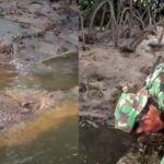 Cekricek.id, Berita Viral – Kisah persahabatan manusia dan buaya di Bontang memang sukses menarik perhatian banyak orang. Hewan predator yang dikenal kejam ini nyatanya bisa berlaku selayaknya hewan peliharaan, bahkan juga diberi nama yang bagus, mirip dengan nama manusia.