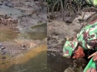 Cekricek.id, Berita Viral – Kisah persahabatan manusia dan buaya di Bontang memang sukses menarik perhatian banyak orang. Hewan predator yang dikenal kejam ini nyatanya bisa berlaku selayaknya hewan peliharaan, bahkan juga diberi nama yang bagus, mirip dengan nama manusia.
