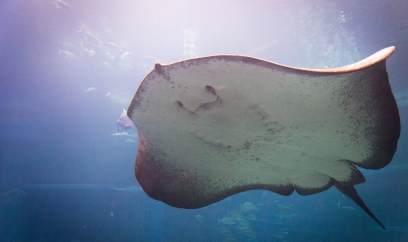 Cekricek.id - Ikan Pari Selalu Tertawa Kalau Digelitik, Bukan Karena Geli Tapi Ini Alasan Sebenarnya