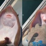 Cekricek.id – Kamu mungkin pernah melihat video ikan pari di kapal nelayan yang banyak beredar di media sosial. Sama seperti manusia, hewan laut yang betuknya lebih pipih dan lebar itu menampilkan ekspresi seperti sedang tertawa saat seseorang mencoba menggelitik perutnya.